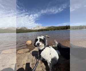 Bernese Mountain Dog-Poodle (Miniature) Mix Dogs for adoption in Aurora, CO, USA