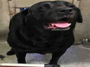 Labrador Retriever Dogs for adoption in Lodi, CA, USA