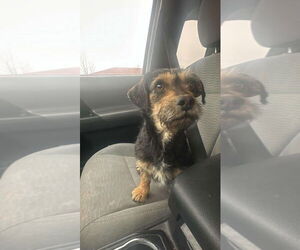 Mutt Dogs for adoption in Salt Lake City, UT, USA