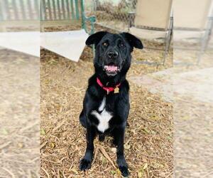 Labrador Retriever-Unknown Mix Dogs for adoption in Seal Beach, CA, USA