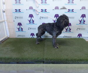 Goldendoodle Dogs for adoption in Orlando, FL, USA