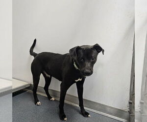 Labrador Retriever Dogs for adoption in Glen Allen, VA, USA