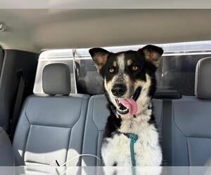 Australian Shepherd-Unknown Mix Dogs for adoption in Grand Prairie, TX, USA