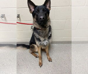 German Shepherd Dog Dogs for adoption in Virginia Beach, VA, USA