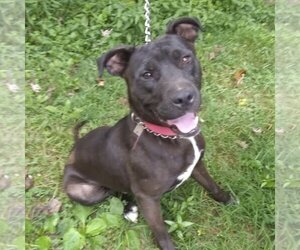 American Pit Bull Terrier-Labrador Retriever Mix Dogs for adoption in Fairfax, VA, USA
