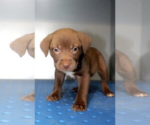 Labrador Retriever-Unknown Mix Dogs for adoption in Madison, GA, USA