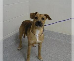 Border Terrier-Unknown Mix Dogs for adoption in Pasadena, TX, USA