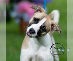 Mutt Dogs for adoption in Aldie, VA, USA