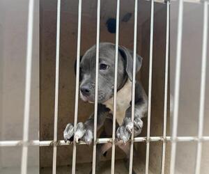 American Pit Bull Terrier-Unknown Mix Dogs for adoption in Oklahoma City, OK, USA