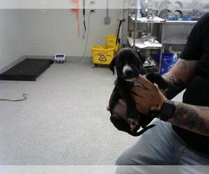 American Pit Bull Terrier-Unknown Mix Dogs for adoption in Pasadena, TX, USA