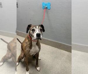 Mutt Dogs for adoption in Las Vegas, NV, USA