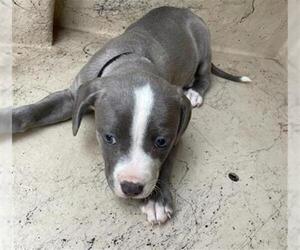 American Pit Bull Terrier-Unknown Mix Dogs for adoption in Oklahoma City, OK, USA