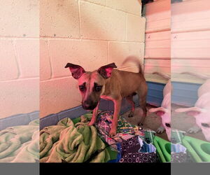 Miniature Pinscher-Unknown Mix Dogs for adoption in Tracy City, TN, USA