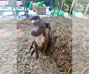 Staffordshire Bull Terrier-Unknown Mix Dogs for adoption in Tracy City, TN, USA