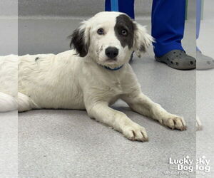 Australian Shepherd-Unknown Mix Dogs for adoption in Washington, DC, USA