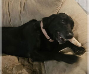 Labrador Retriever Dogs for adoption in Waterloo, IA, USA