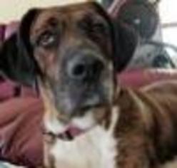 Mastador Dogs for adoption in Asheville, NC, USA