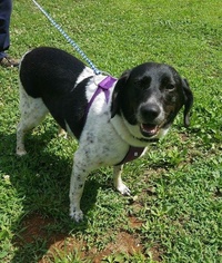 Border Collie-Unknown Mix Dogs for adoption in Doylestown, PA, USA