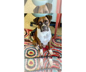 Boxer Dogs for adoption in Austin, TX, USA