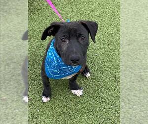 Labrador Retriever-Unknown Mix Dogs for adoption in Fayetteville, NC, USA