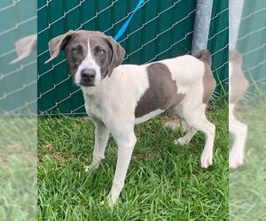 Pointer Dogs for adoption in Beaumont, TX, USA