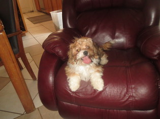 Medium Photo #1 Affenpinscher Puppy For Sale in MORENO VALLEY, CA, USA