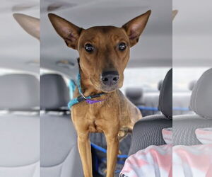 Feist Terrier-Unknown Mix Dogs for adoption in Rockaway, NJ, USA