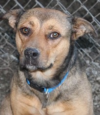 Mutt Dogs for adoption in Savannah, MO, USA