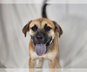 Puggle Dogs for adoption in Canton, CT, USA