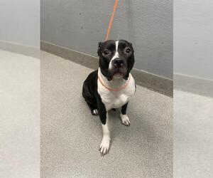 American Pit Bull Terrier-Unknown Mix Dogs for adoption in Las Vegas, NV, USA