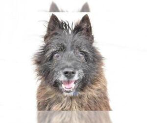 Cairn Terrier Dogs for adoption in West Palm Beach, FL, USA