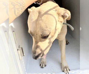 Mutt Dogs for adoption in Houston, TX, USA