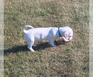 Chiweenie Dogs for adoption in Genesee, WI, USA
