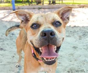 Australian Kelpie-Unknown Mix Dogs for adoption in Fort Lauderdale, FL, USA