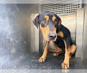 Doberman Pinscher-Unknown Mix Dogs for adoption in Woodland, CA, USA