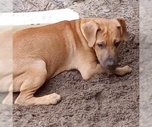 Carolina Dog Dogs for adoption in Spring, TX, USA