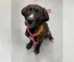 American Bandogge mastiff Dogs for adoption in Peoria, IL, USA
