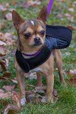 Chihuahua Dogs for adoption in Pequot Lakes, MN, USA