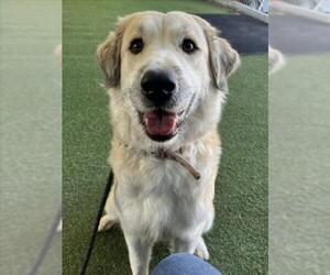 Great Pyrenees-Unknown Mix Dogs for adoption in Woodland, CA, USA