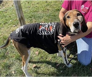 Medium Photo #1 Treeing Walker Coonhound Puppy For Sale in Westminster, MD, USA