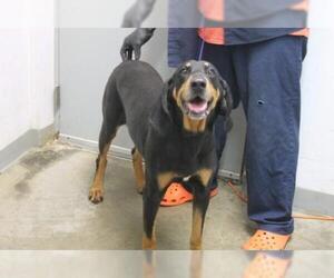 Black and Tan Coonhound Dogs for adoption in Minneapolis, MN, USA