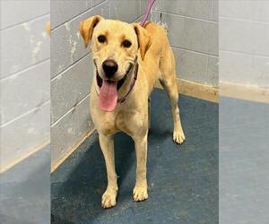 Labrador Retriever-Unknown Mix Dogs for adoption in Woodland, CA, USA
