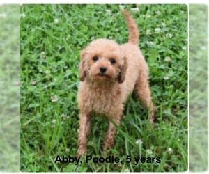 Poodle (Miniature) Dogs for adoption in Glen Haven, WI, USA