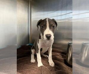 American Pit Bull Terrier Dogs for adoption in Pearland, TX, USA