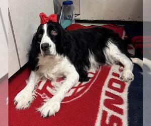 English Springer Spaniel Dogs for adoption in Brewster, MA, USA