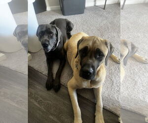 Mastiff Dogs for adoption in Goodyear, AZ, USA