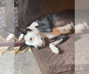 Staffordshire Bull Terrier-Unknown Mix Dogs for adoption in Oakhurst, NJ, USA