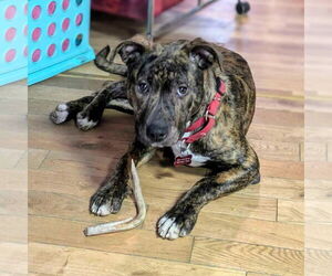 Mountain Cur-Plott Hound Mix Dogs for adoption in Bristol, CT, USA