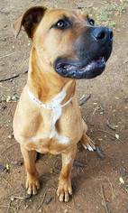 Black Mouth Cur-Rhodesian Ridgeback Mix Dogs for adoption in Vancouver, WA, USA