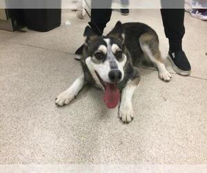 Siberian Husky Dogs for adoption in Riverside, CA, USA